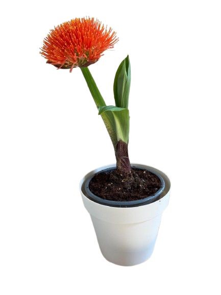 Scadoxus potplant